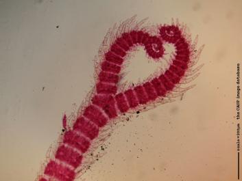 O001 10x.JPG